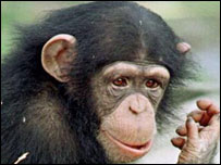 chimpanze_du_congo.jpg