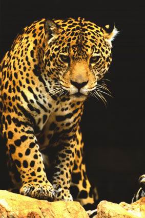 leopard.jpg