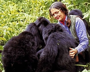 diannefossey.jpg