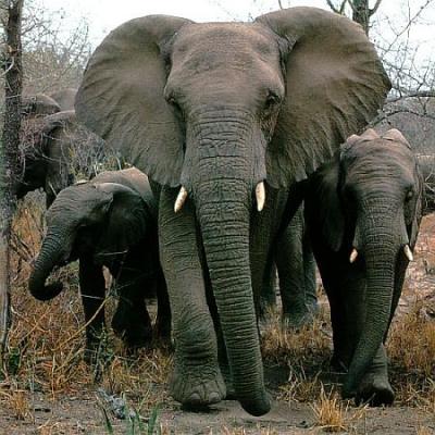 elephants.jpg
