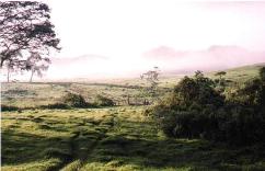 ngungu.jpg