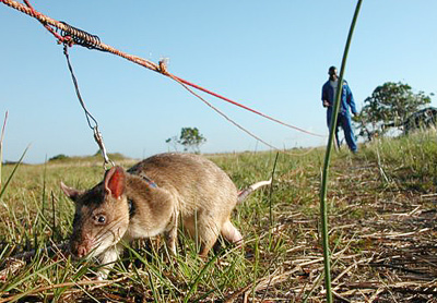 rat_de_gambie.jpg