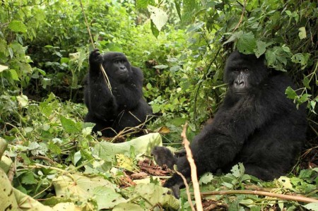 vnp-gorilla.jpg